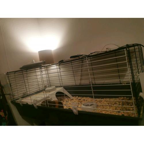 2 guinea pigs and cage for sale