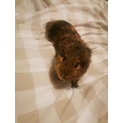 2 guinea pigs and cage for sale
