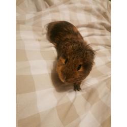 2 guinea pigs and cage for sale