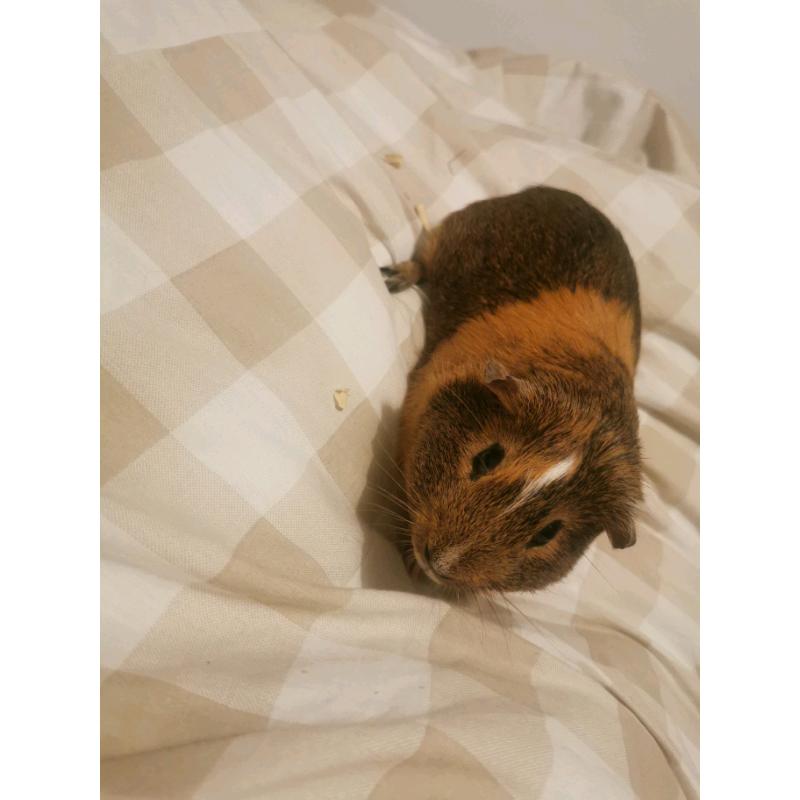 2 guinea pigs and cage for sale