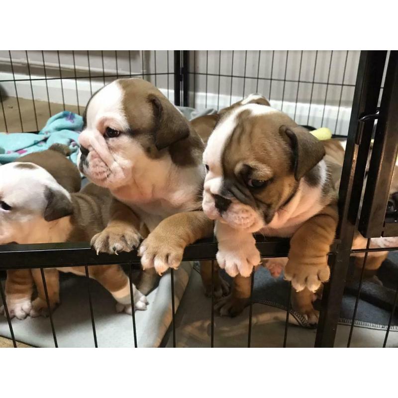 British bulldog pups kc reg. huu clear