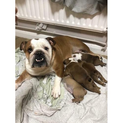 British bulldog pups kc reg. huu clear