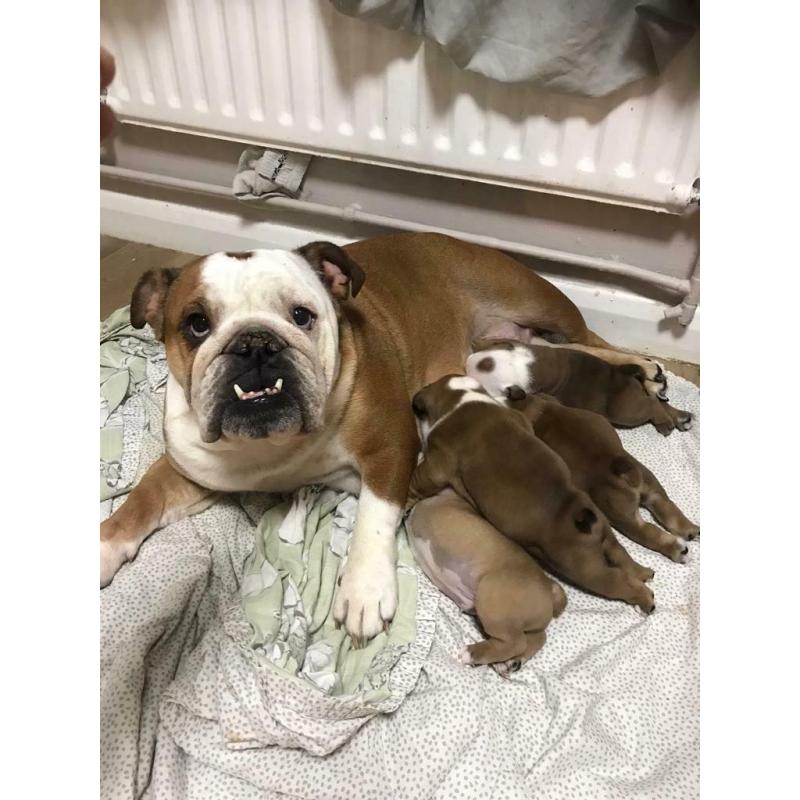 British bulldog pups kc reg. huu clear