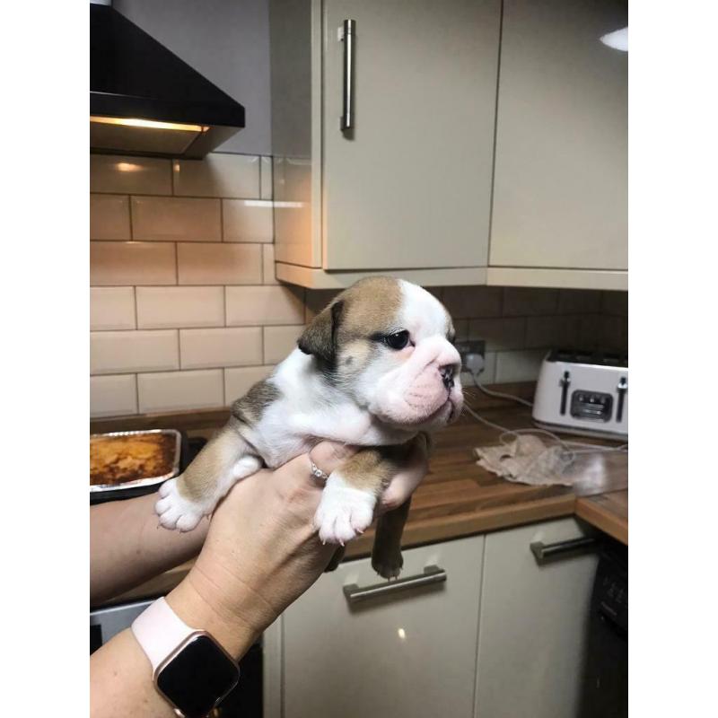 British bulldog pups kc reg. huu clear