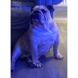 British bulldog pups kc reg. huu clear
