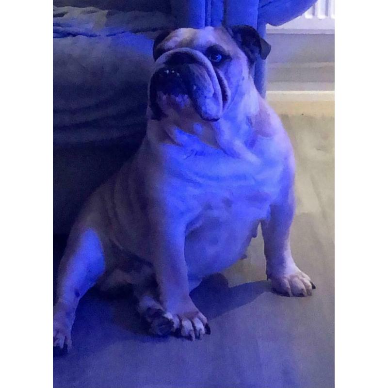 British bulldog pups kc reg. huu clear