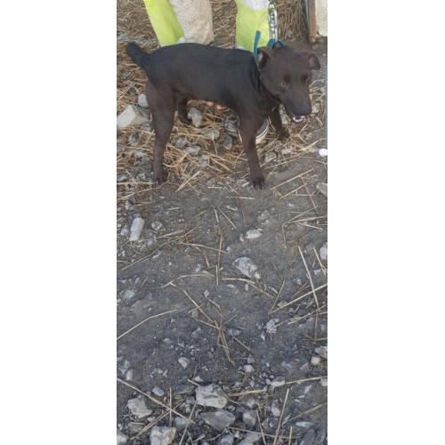 Patterdale terrier