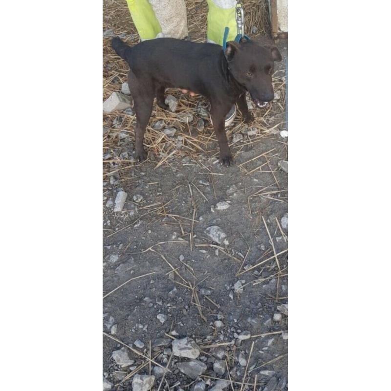Patterdale terrier