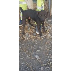 Patterdale terrier