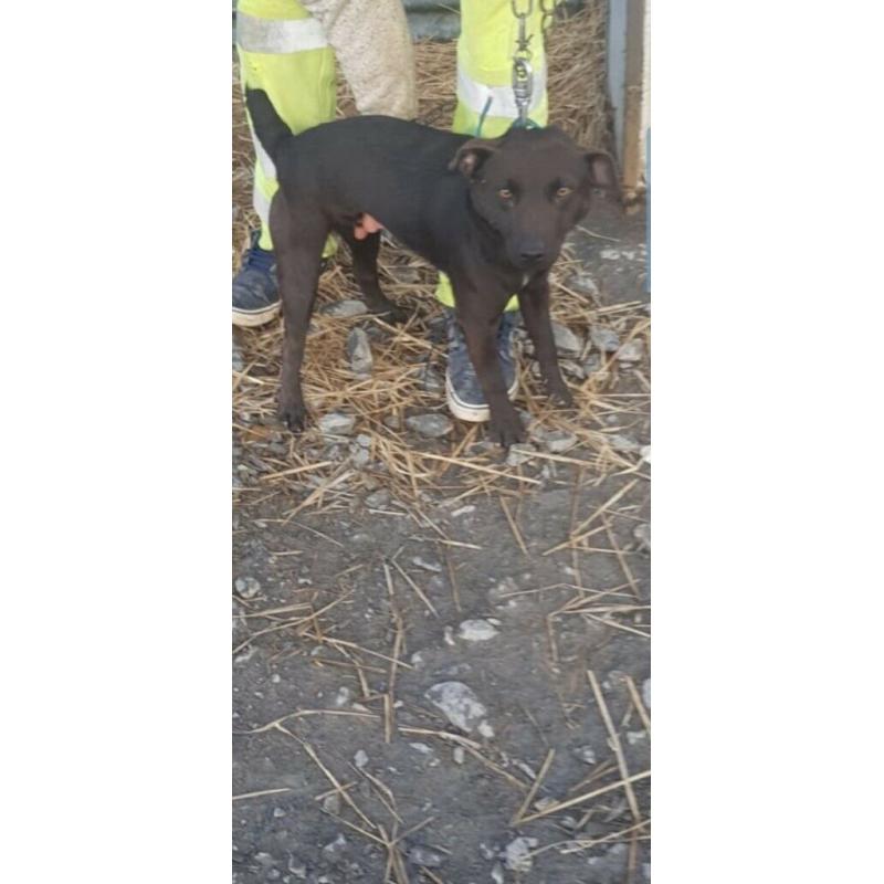 Patterdale terrier