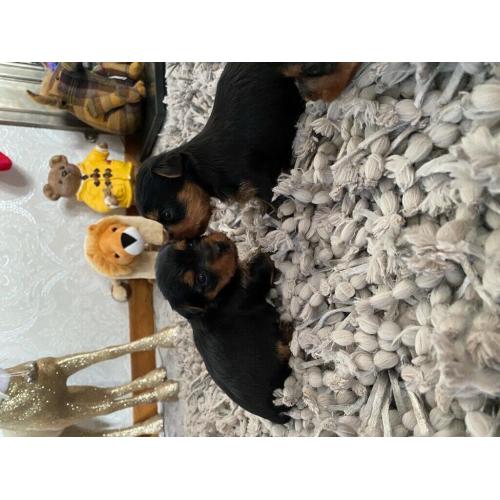 Miniature Yorkshire terriers