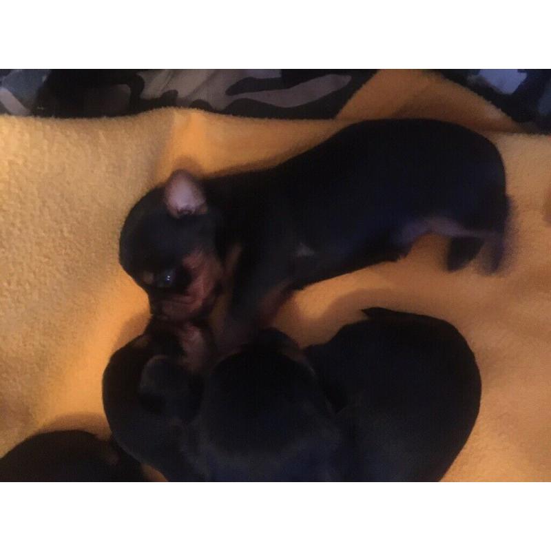 Miniature Yorkshire terriers