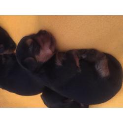Miniature Yorkshire terriers