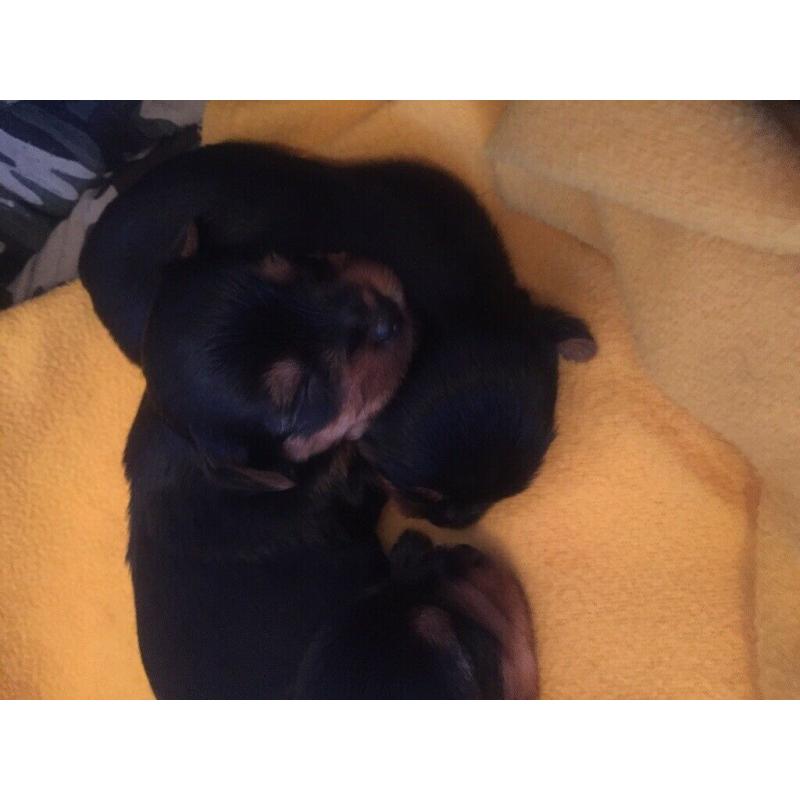 Miniature Yorkshire terriers