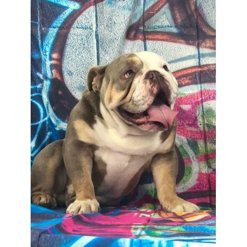 British bulldog boy